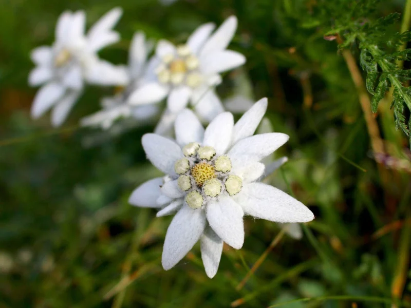 Edelweiss: Unveiling the Symbolism, The Iconic Song, and The Timeless Allure of the Alpine Flower